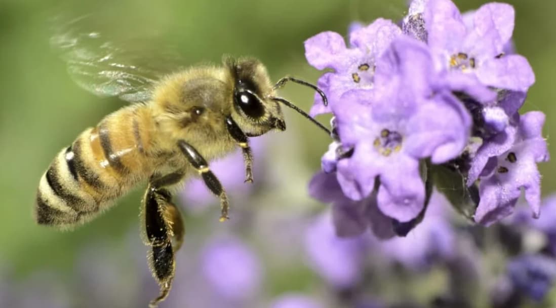 “Serial killers behave like bees. They commit crimes close to home, but far enough that neighbors don’t get suspicious. Similarly, bees collect pollen near the hive, but far enough that predators can’t find them. Scientists studied bee behavior and found algorithms police now use to catch felons.”